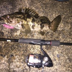 メバルのつもりが・・・